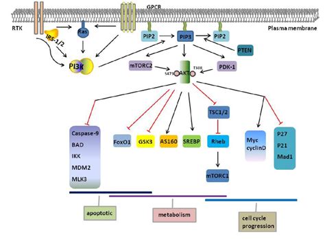 Figure From The Pi K Akt Pathway In Obesity And Type Diabetes