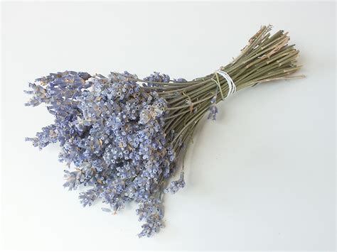 Taking Care Of Your Potted Lavender Plant Flower Press