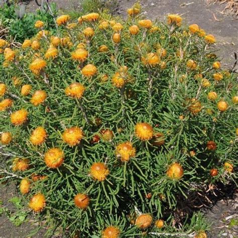 Banksia Formosa Showy Dryandra 6 Pot Hello Hello Plants