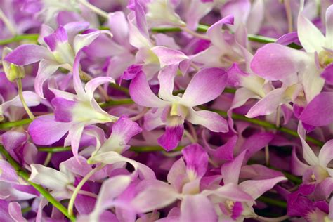 ORCHIDS – Hawaii NeoTropica