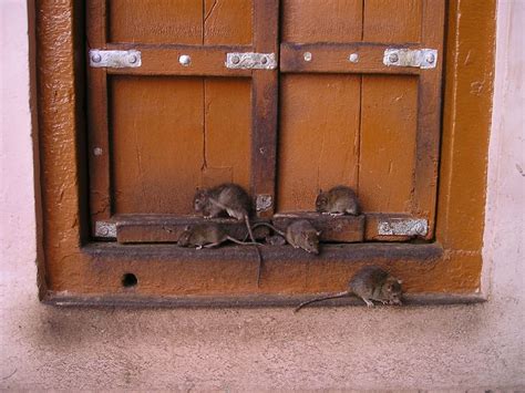 Wild Rats vs Pet Rats – How Do They Differ?