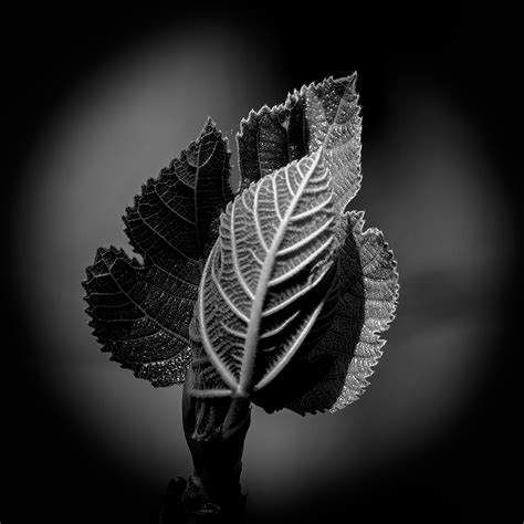 Experimenting with some new fig leaves on Behance