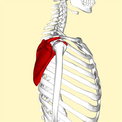 Comparison Of Scapular Posterior Tilting Exercise Alone And Scapular