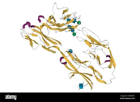 Structure Of Dcc A Netrin 1 Receptor 3d Cartoon Model Secondary