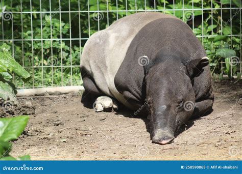 Tapir resting in the zoo stock image. Image of wildlife - 258590863