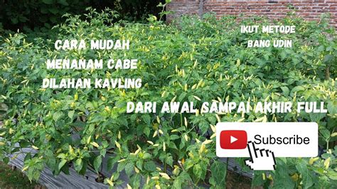 Cara Mudah Menanam Cabe Di Lahan Kavling Dari Awal Sampai 90 Hst