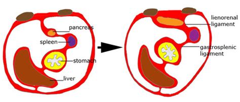 Gastrointestinal Embryology 4 Spleen Midgut Flashcards Quizlet