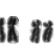 A Female Metaphase Of Mycocepurus Goeldii Stained With Giemsa And B