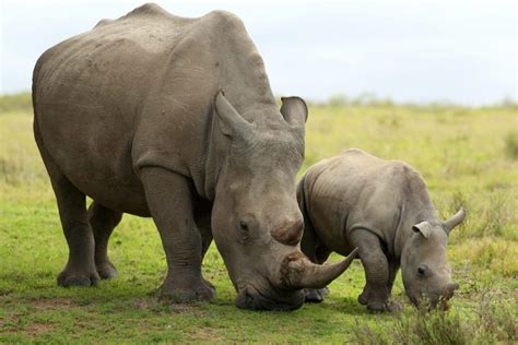 Animais Bípedes E Quadrúpedes - 15 Exemplos De Animais Bípedes E Quadrúpedes | 2026
