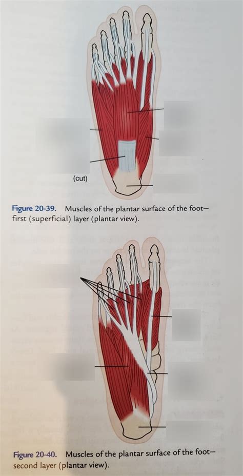 Plantar Flexor Muscles