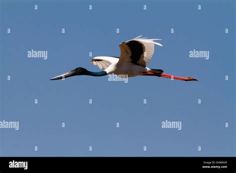 Black Necked Stork Hi Res Stock Photography And Images Alamy