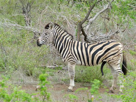 Plains Zebra Equus Quagga Burchellii Aroused Stallion Flickr