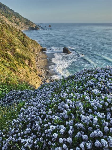 California Lilac (Ceanothus thyrsiflorus) | California lilac, California native plants, Cottage ...