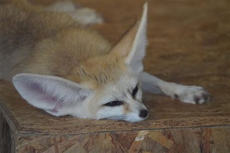 Do Fennec Foxes Make Good Pets? - A-Z Animals