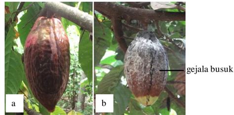 Jenis Jenis Jamur Pada Pembusukan Buah Kakao Theobroma Cacao L Di