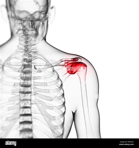Gesundes schultergelenk Fotos und Bildmaterial in hoher Auflösung Alamy