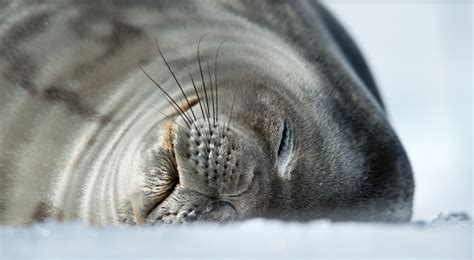 Antarctica Seals: species & adaptations to the cold! - Freestyle Adventure Travel