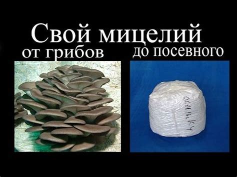 Свой мицелий. От грибов до посевного | Грибы, Садовые грибы ...