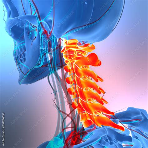 Spinal Cord Vertebral Column Cervical Vertebrae Of Human Skeleton