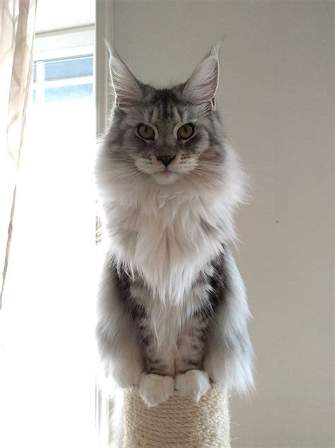 70 Cute Maine Coons Kittens That Are Absolutely Adorable