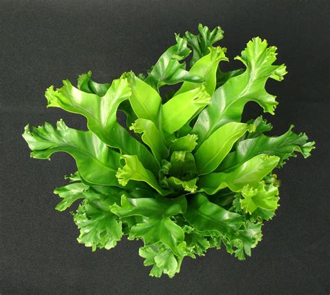 Asplenium Leslie Is A Beautiful New Birds Nest Fern Introduction