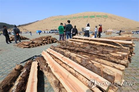 불 없는 제주들불축제 네이트 뉴스