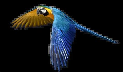 Blue and Gold Macaw | The Animal Facts | Habitat, Diet, Appearance