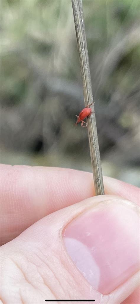 What’s this bug? It’s tiny, you can see it near a fingernail for size ...