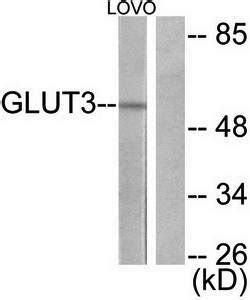 GLUT3 antibody | Biorbyt