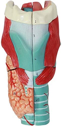 Buy Human Throat Model 2X Natural Size Model Pharynx And Larynx