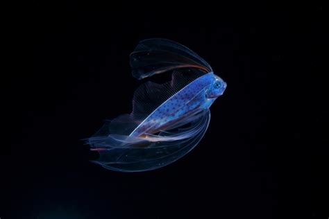 Stunning Underwater Photos Explore the Secret Life of Plankton