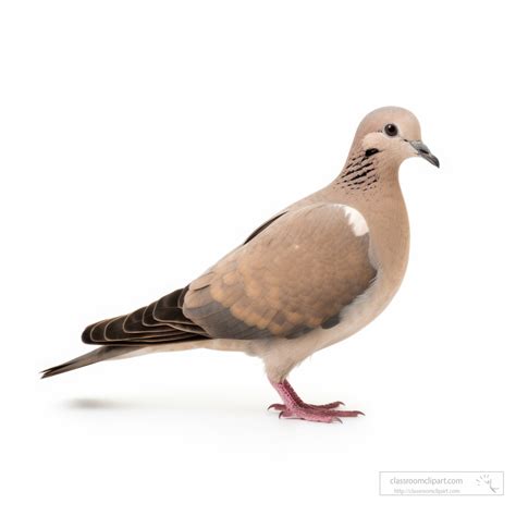 Bird Photos-dove bird isolated on white background