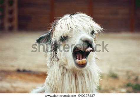 Funny Alpaca Smile Teeth White Llama Stock Photo 540327637 Shutterstock