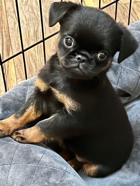 Brussels Griffon Pug Mix