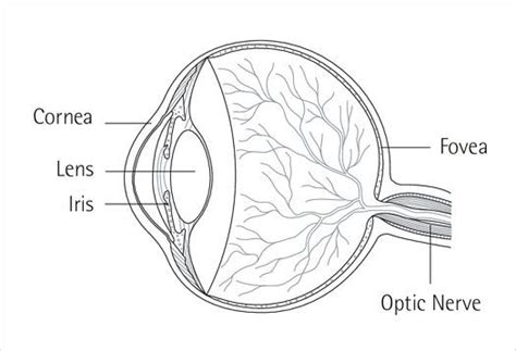 The Human Eye Erco Lighting Knowledge