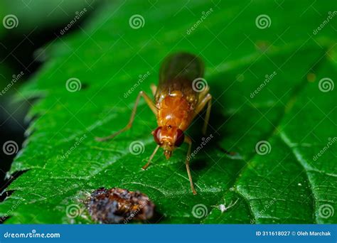 Male Common Fruit Fly Drosophila Melanogaster Sitting On A Blade Of Grass With Green Foliage