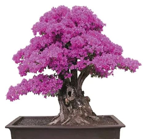 Pink Bonsai Tree Seeds the Living Room Bonsai Grow Your Own - Etsy