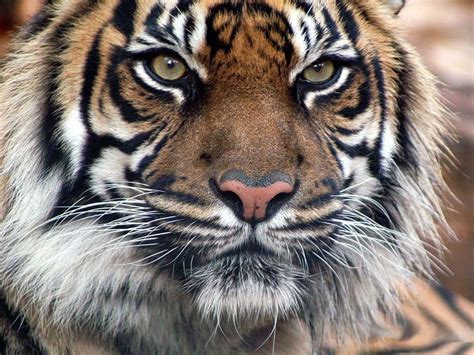 100 Imágenes De Rostro De Tigre