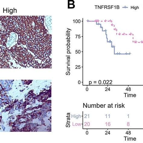 The Correlation Between TNFRSF1B And BLK Expression Levels And TNBC