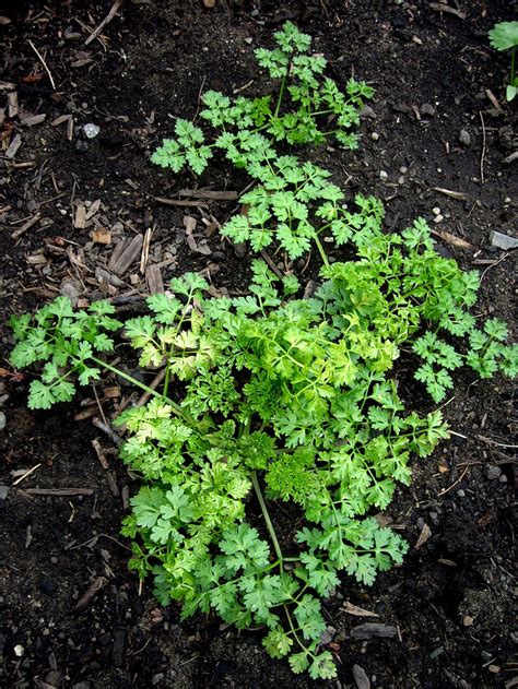 Кервель ажурный (103 фото) - фото - картинки и рисунки: скачать бесплатно