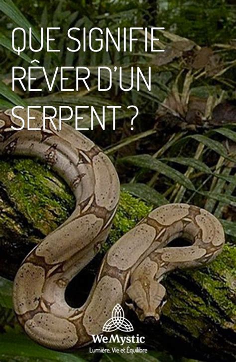 Comment Tuer Un Serpent Blush Impressed