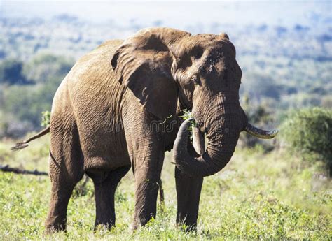 Adult Male African Elephant With A Huge Trunk And Ivory Tusks In The