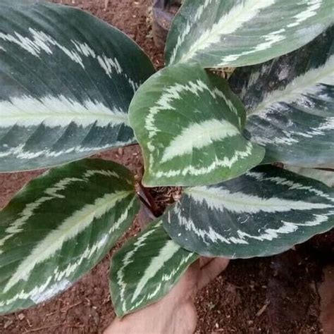 Jual Tanaman Hias Calathea Silverback Pohon Meranti Calatea Silverback