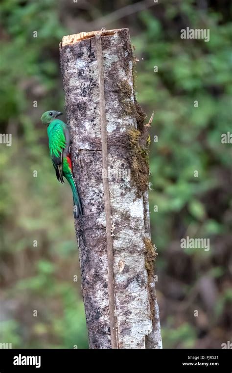 Resplendent Quetzal Pharomachrus Mocinno In Costa Rica Stock Photo