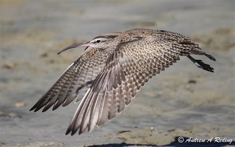 Whimbrel | Audubon Field Guide