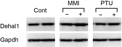 Western Blot Analysis Of Dehal Protein In Frtl Cells Treated With