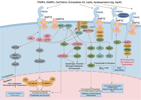 Neuroinflammation In The Process Of Alzheimer S Disease ITT