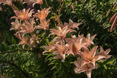 Лилии в Михайловском саду🌺 Фото: "Хочу в Питер" | Подслушано в Питере ...