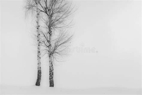 Aspen trees in winter stock photo. Image of remote, mountain - 24859114