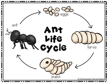 Life Cycle Of An Ant